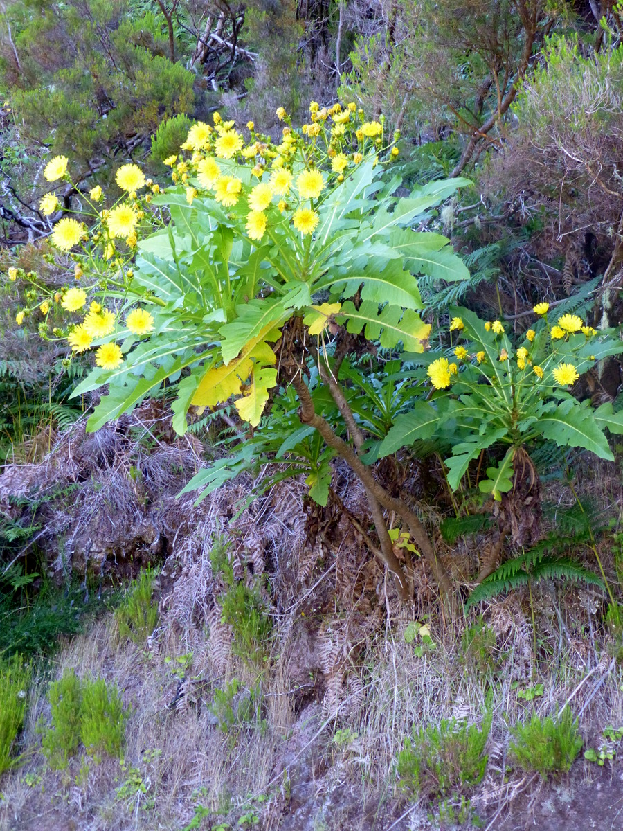Riesenwachstum auf Madeira, ein Löwenzahnbaum - kann drei Meter hoch werden - angepasst an den Lobeerwald mit bis zu 40 Meter hohen Bäumen